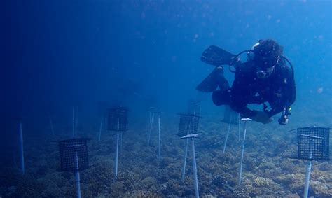 Effects of upwelling events on herbivory and predation on Pacific coral-reefs | Smithsonian ...