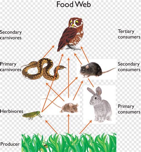 Great Horned Owl Snowy owl Food chain Food web, owl, food, animals png | PNGEgg