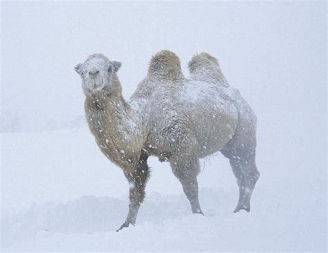 Zoo animals react to snowstorm