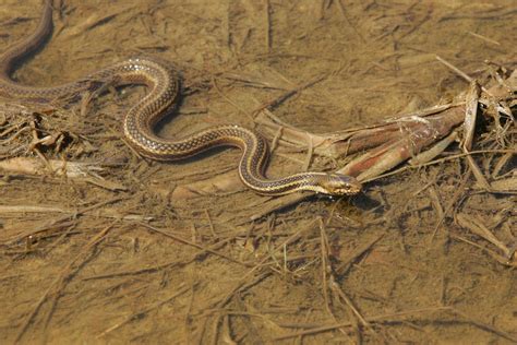 11 Michigan Snakes You Can Encounter - Reptiles Guide