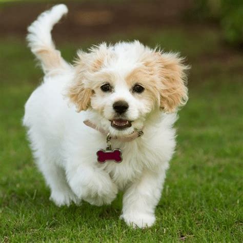 The Cavachon & Cavachon Puppies Origin, Temperament, & Price