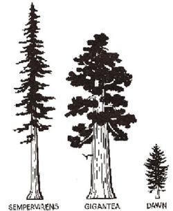 Redwood Tree Vector at GetDrawings | Free download