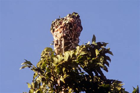 Weaver ant nest | KwaZulu Natal animals | Raingod