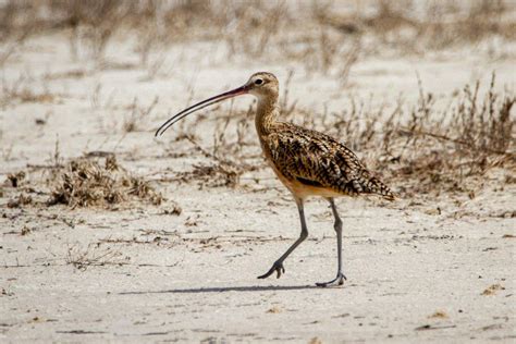 10 Wild Animals in Antigua And Barbuda [Wildlife in Antigua And Barbuda]