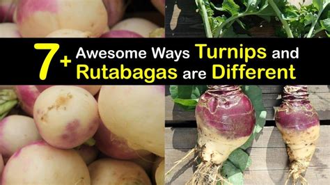 How are Rutabagas and Turnips Different