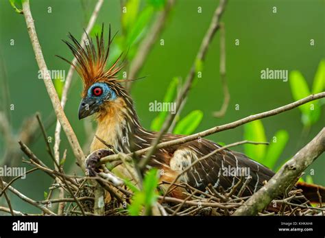 Hoatzin (Opisthocomus hoazin) on nest, Mamiraua Reserve, Amazon, Brazil ...