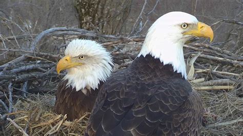 Decorah Eagles Cam - watch live footage of Bald Eagles | Explore.org