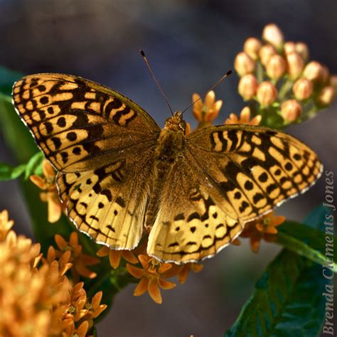 Great Spangled Fritillary – Tendrils