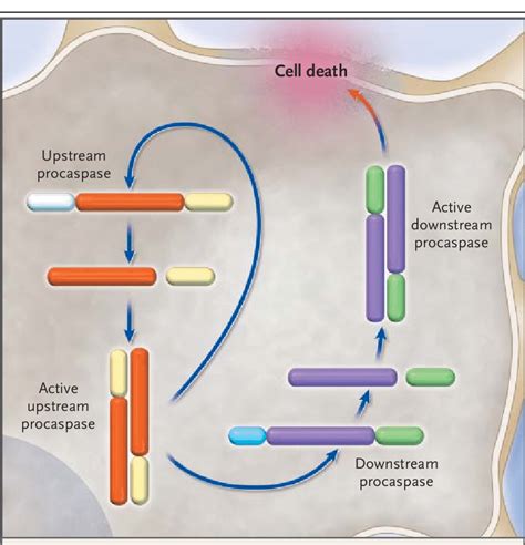 Mechanisms of Caspase Activation. | Download Scientific Diagram