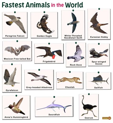 Fastest Animals in the World: List and Facts with Pictures