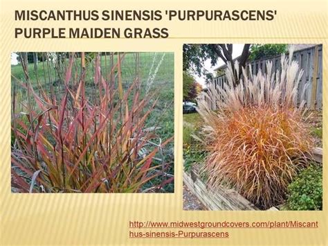 Image result for purple maiden grass | Grass, Herbs, Garden