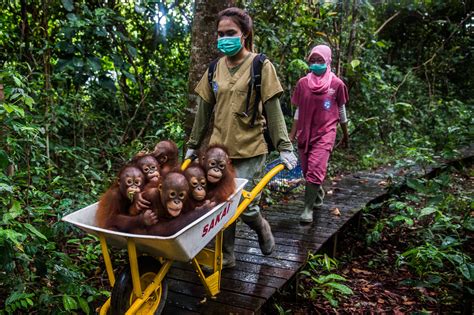 How Big Banks Are Putting Rain Forests in Peril - The New York Times