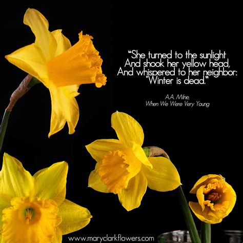 meaning of the poem daffodils f--f.info 2016 | Daffodils, Botanical ...