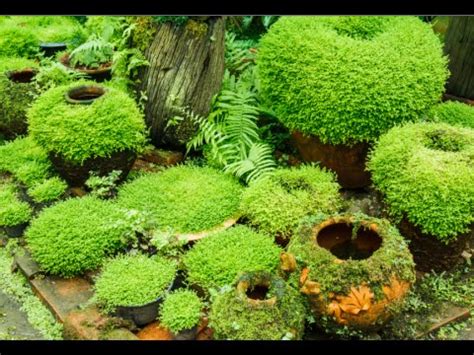 Moss Gardens and all Their Benefits - Native Wildflowers Nursery