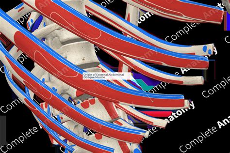 Origin of External Abdominal Oblique Muscle | Complete Anatomy