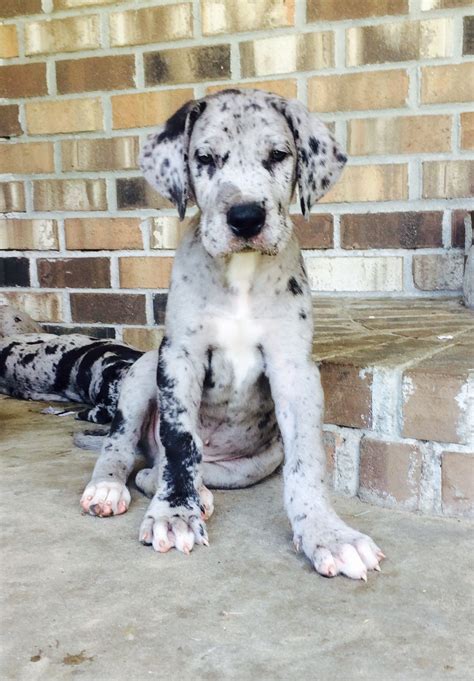 Blue Merle Harlequin Great Dane Puppy - Bleumoonproductions