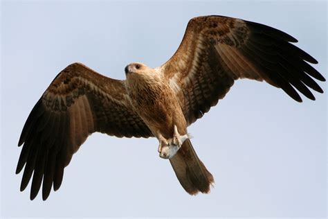 Kite | Types, Migration & Adaptations | Britannica