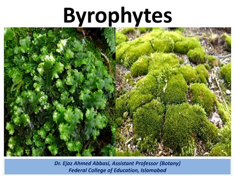 SOLUTION: Bryophytes, Habitat, Plant Body, Reproduction, Affinities of Bryophytes, Economic And ...