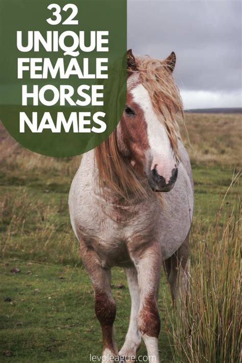 32 Unique Female Horse Names and Their Meanings | Levo League