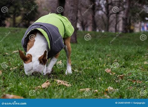 Dog Digging a Hole on the Ground Stock Image - Image of deep, activity ...