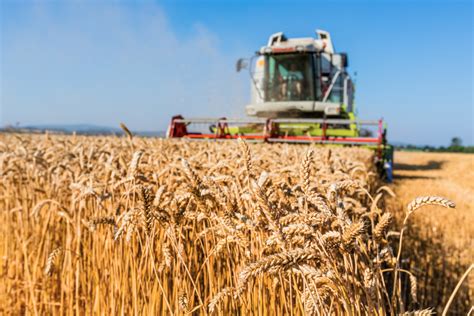 Calyxt completes first harvest of high-fiber wheat product | 2018-10-15 | World Grain