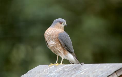 Sharp-shinned hawk on Fly-through Feeder - FeederWatch