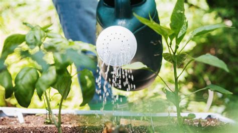 Watering plants with milk: experts discuss the pros and cons | Homes & Gardens