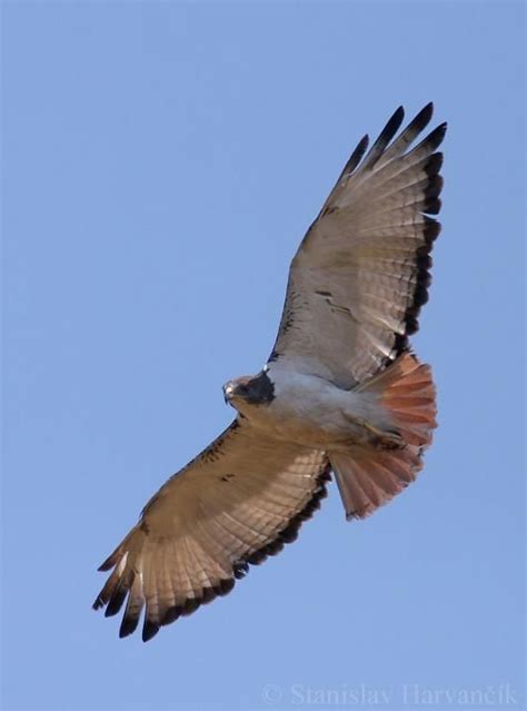 Augur Buzzard (Buteo augur) flying bird, male | Roofvogels, Buizerd