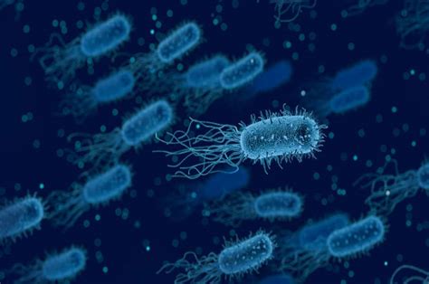 Contoh Bakteri Yang Menyebabkan Penyakit Pada Manusia Adalah - Homecare24