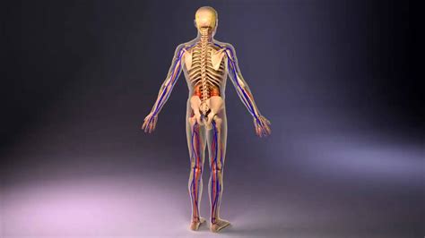 Human Anatomy Male 3D Review - YouTube