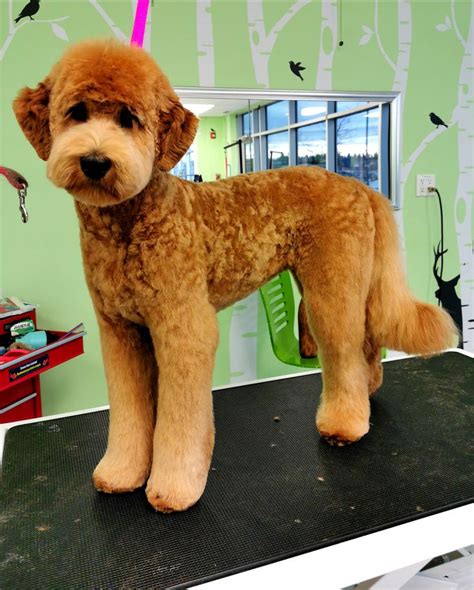 Red velvet doodle grooming! | Goldendoodle grooming, Dog haircuts, Mini ...