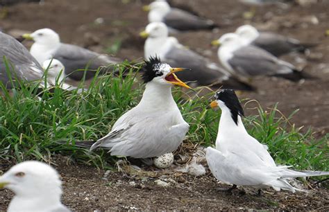 Endangered birds found in southern Korea : Korea.net : The official website of the Republic of Korea