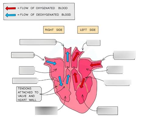 Heart diagram Diagram | Quizlet