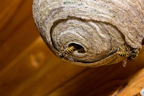 What To Do If You Find A Wasp Nest In Your House - Wemogee.com