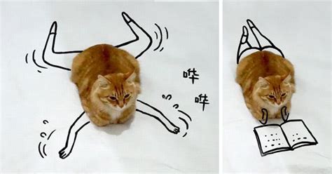 Challenge: Doodle This Cat Photo To Give Him New Adventures (20+ Pics) | Bored Panda