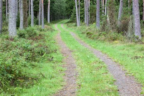 Forest dirt road stock photo. Image of scenery, conifers - 17706318