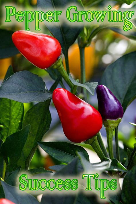 22 Pepper Growing Success Tips