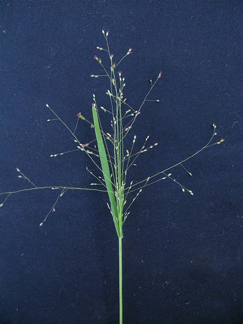 Panicum effusum flowerhead1 | Flowerheads are open panicles … | Flickr