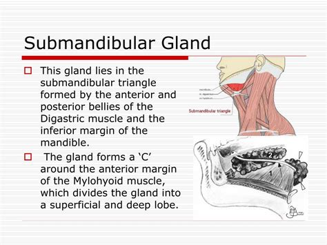 PPT - Salivary Glands Disorders PowerPoint Presentation, free download - ID:6871598