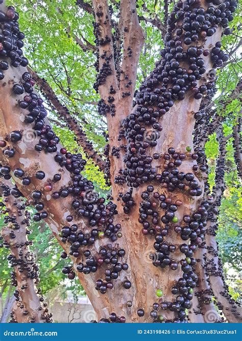 Jaboticaba or Jabuticaba, Brazilian Tree with Many Fruits. Stock Photo ...