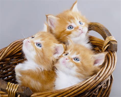 maine, Coon, Kitten, Red, Blue, Eyes, A, Trio, Trio, Basket Wallpapers HD / Desktop and Mobile ...