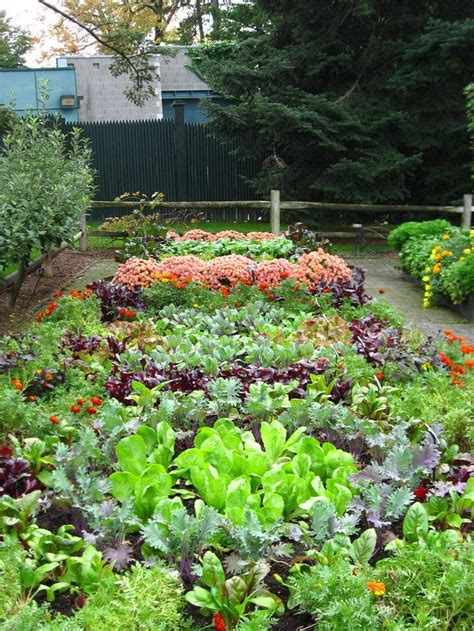 Gardening Tips For Beginners: Ornamental Vegetable Gardens