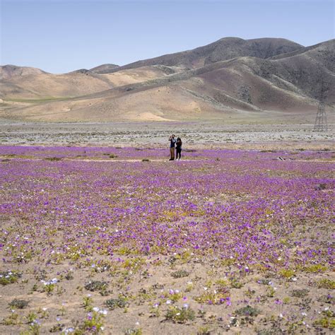 Atacama Desert Flowers