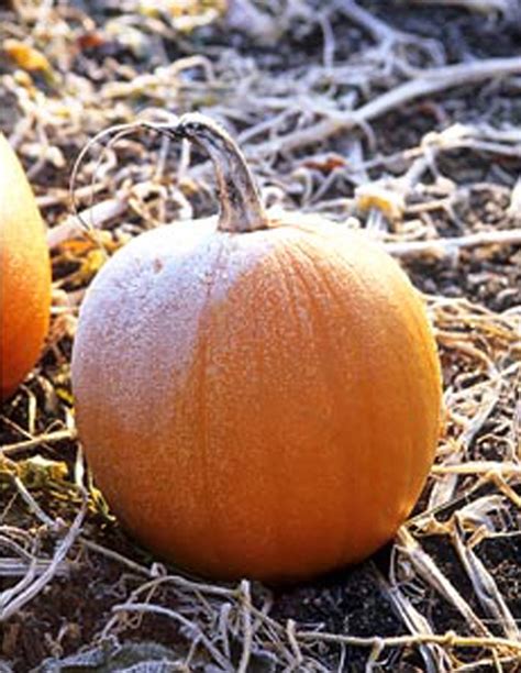 Frost On A Pumpkin | Fabulous Fall | Pinterest