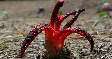 Clathrus Archeri Fungus: Why the 'Devil's Fingers' Have to Smell So Bad