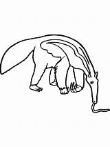 Anteater Coloring Pages Aardvark Printable Animal Drawing Color  sketch template