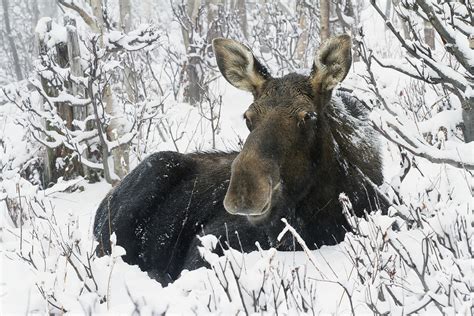 Cow Moose Laying In The Snow In Photograph by Philippe Henry - Pixels