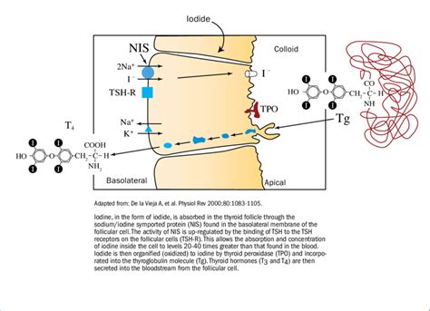 Thyroid Hormone Synthesis | Download Scientific Diagram