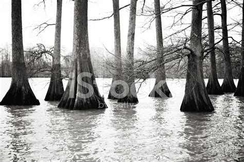 Louisiana Bald Cypress Trees In Swamp Area Stock Photo | Royalty-Free ...