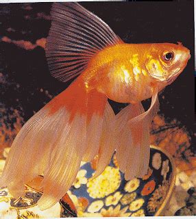 Aqua Gold: Veiltail Goldfish